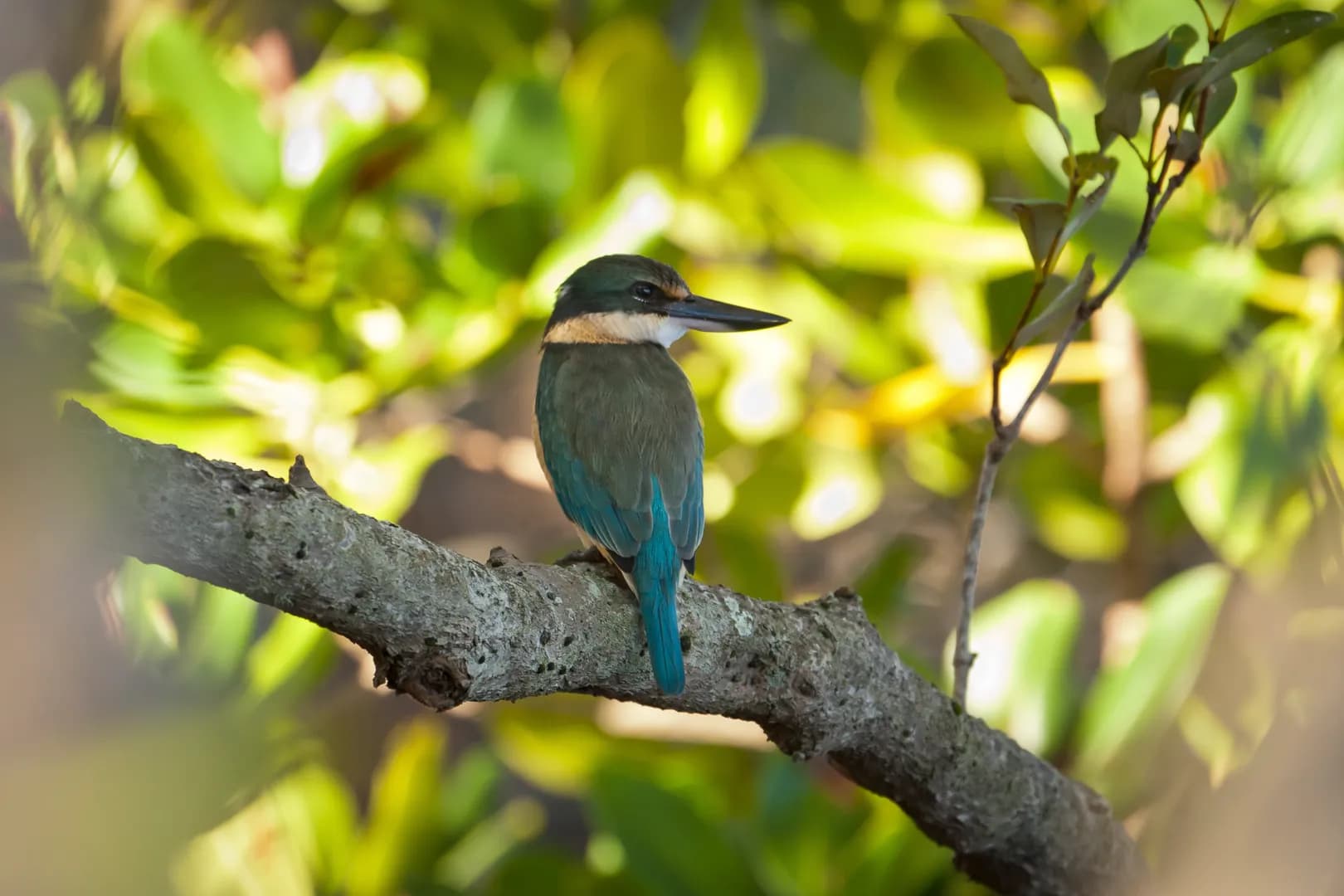 sacred kingfisher