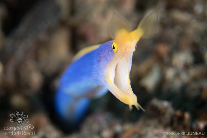 Blue Ribbon Eel Lembeh