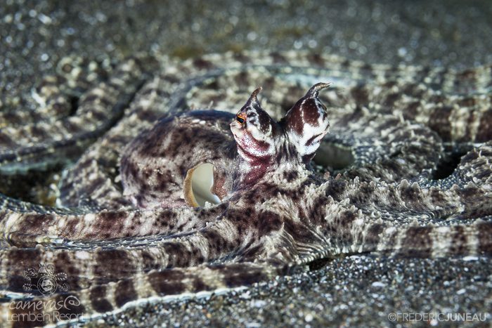 Mimic Lembeh