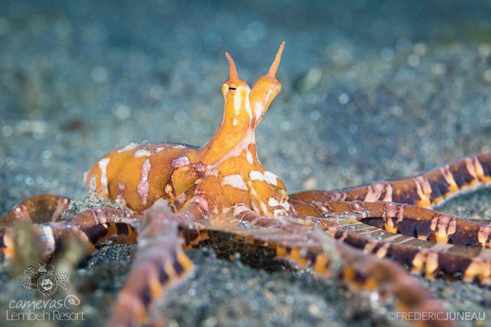 wonderpus lembeh