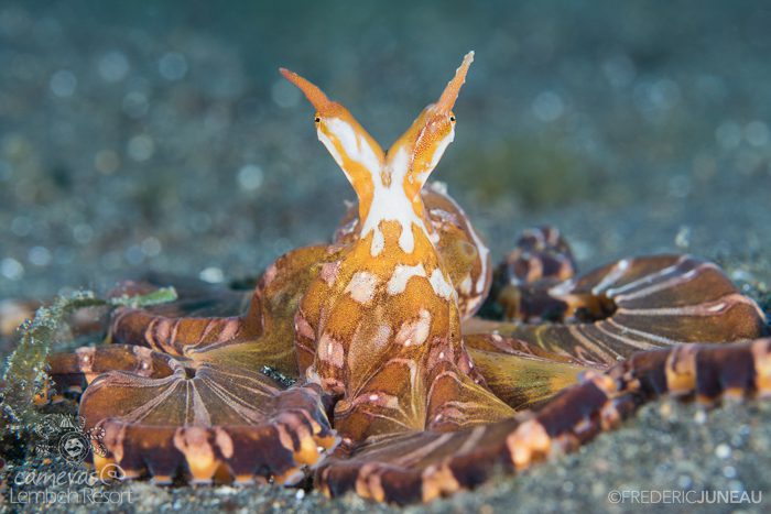 Wonderpus Lembeh Strait