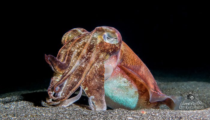 Broadclub Cuttlefish (Sepia latimanus) in the Lembeh Strait