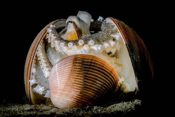 Coconut Octopus (Amphioctopus marginatus) playing with shells