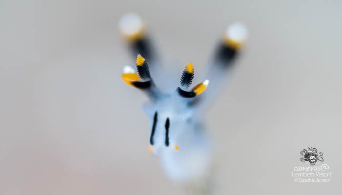 Underwater - Videoworkshop - Lembeh Resort