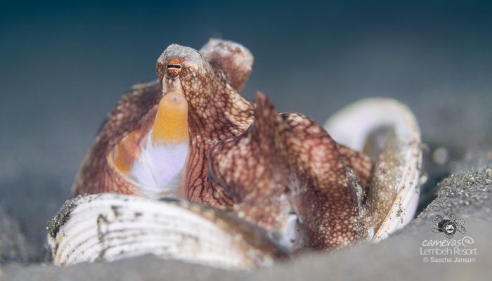 Tentacle Festival-Lembeh Strait