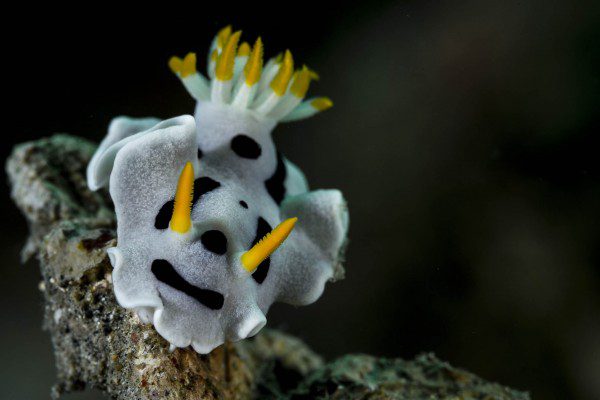 12_Martin Chromodoris dianae