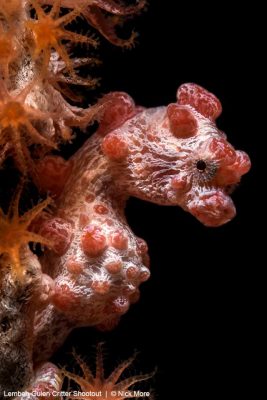 Lembeh Gulen Critter Shootout