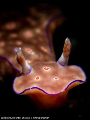 Lembeh Gulen Critter Shootout