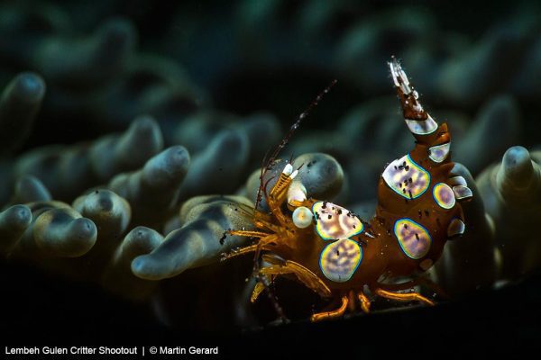 Martin Gerard Thor amboinensis shrimp ( sexy shrimp)