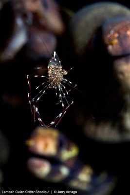 Lembeh Gulen Critter Shootout