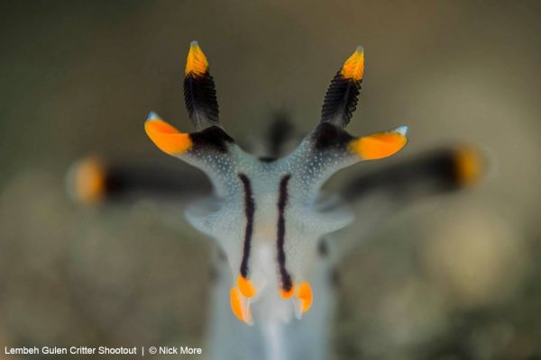 Lembeh Gulen Critter Shootout