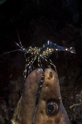 Lembeh Gulen Crittershootout - lembeh strait - indonesia