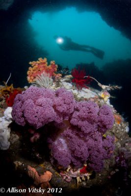 Angel's Window, Lembeh Strait, North Sulawesi, Indonesia, 