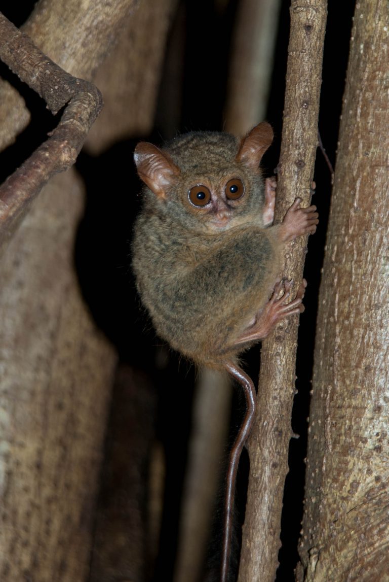 Spectral Tarsier in North Sulawesi - Lembeh Resort