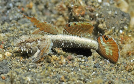 3.Okinawa Goby_cf Discordipinna