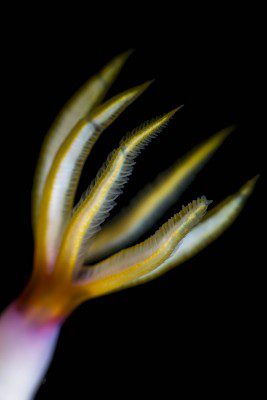 3_Debbie_Chromodoris_bullocki