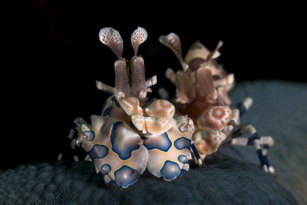 Lembeh Gulen Crittershootout - lembeh strait - indonesia