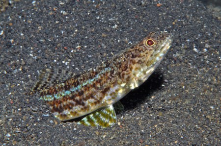 4.Lizardfish_Synodus sp2 B