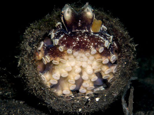 Lembeh Gulen Crittershootout - lembeh strait - indonesia