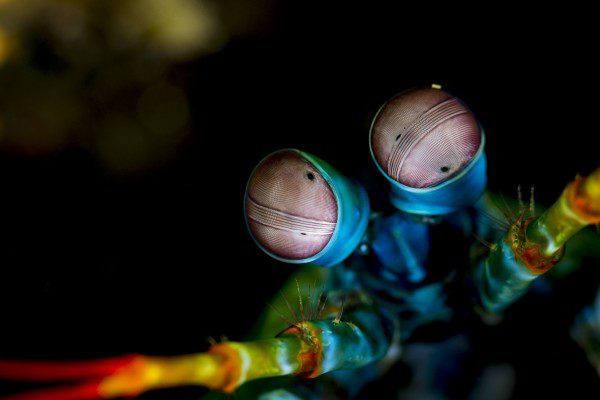 Lembeh Gulen Crittershootout - lembeh strait - indonesia