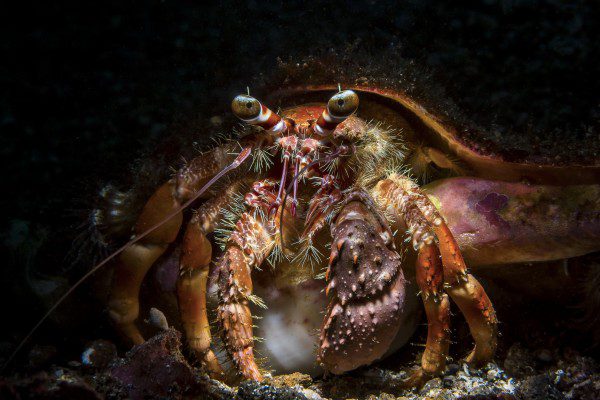 Lembeh Gulen Crittershootout - lembeh strait - indonesia