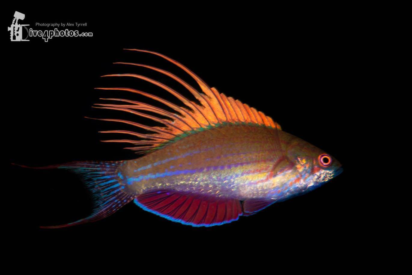 Flasher wrasse by Alex Tyrrell