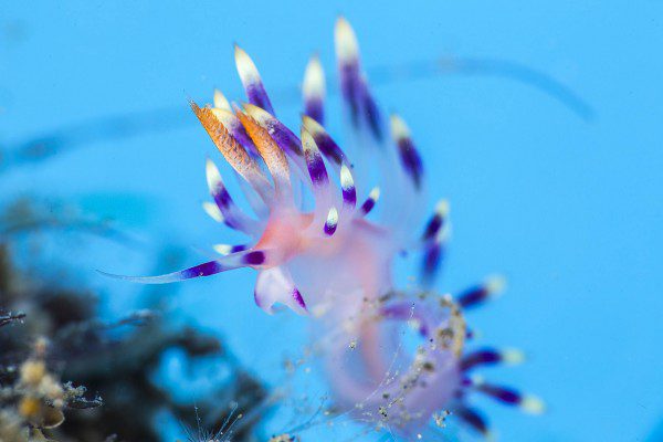 8_Martin_Flabellina