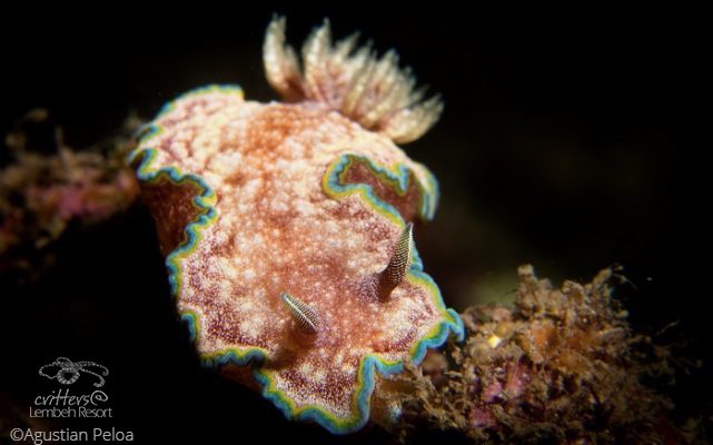 Nudibranch photography