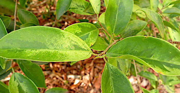 Two Colored leaves