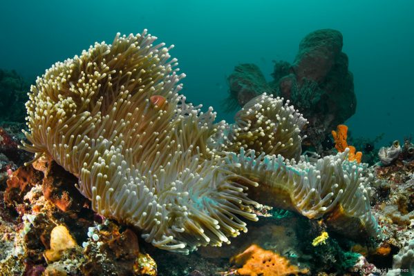 Amphiprion perideraion Lembeh Resort_criitters@LembehResort-6