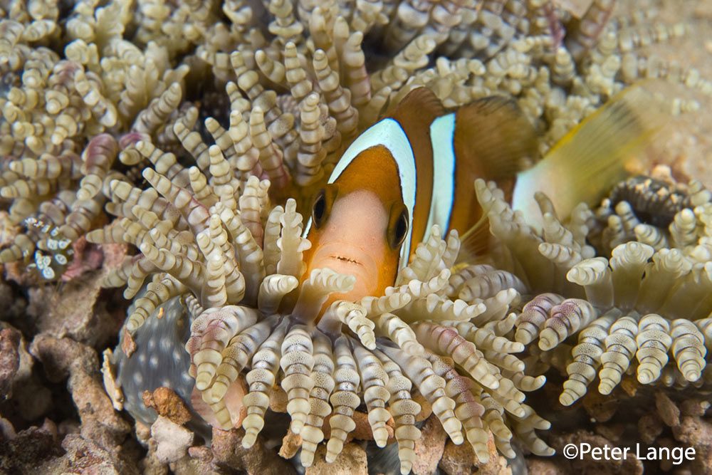 anemone fish