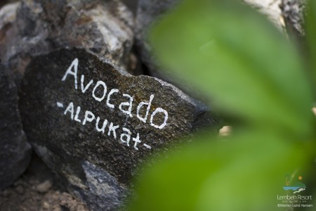 Avocado---Lembeh-Resort