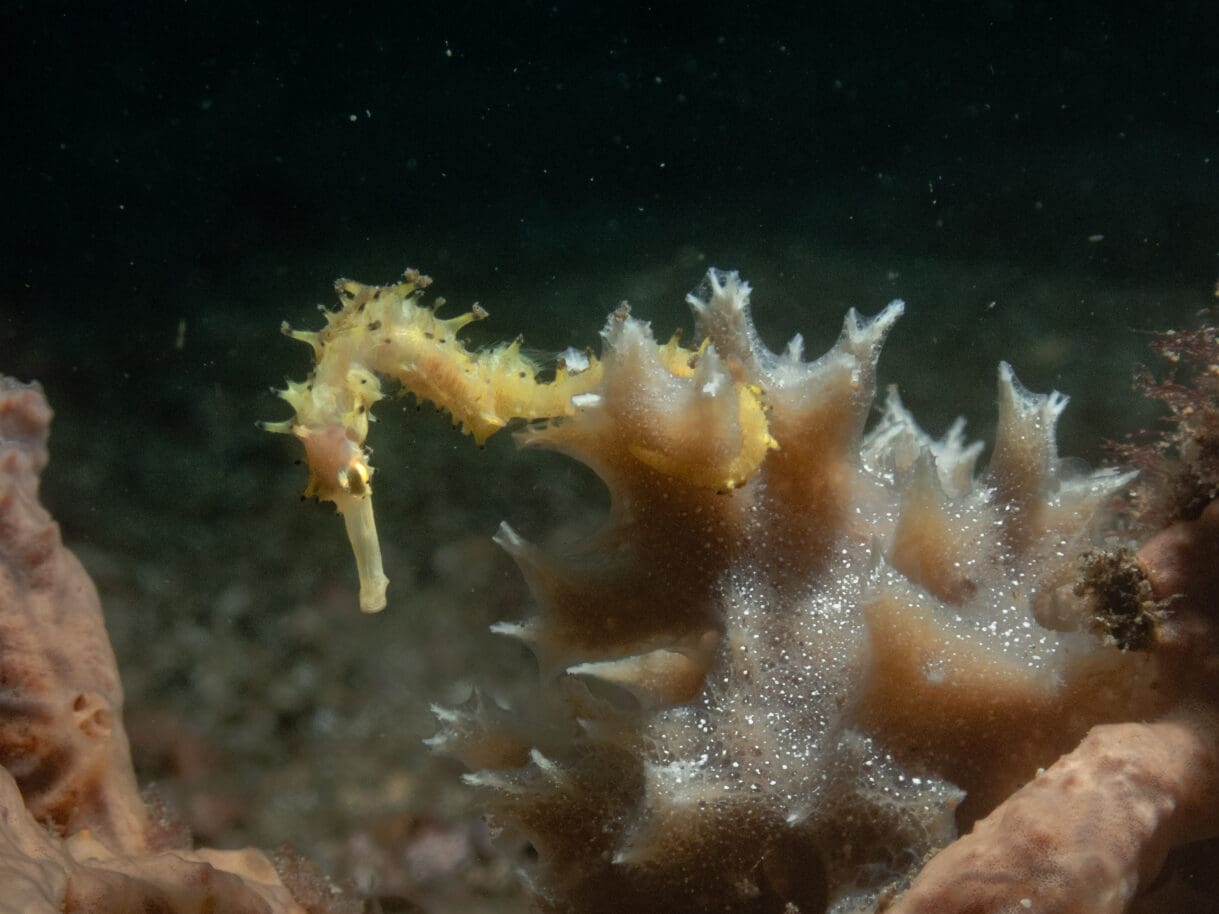 Baby seahorse by Richard Schifreen underwater photography workshop participant