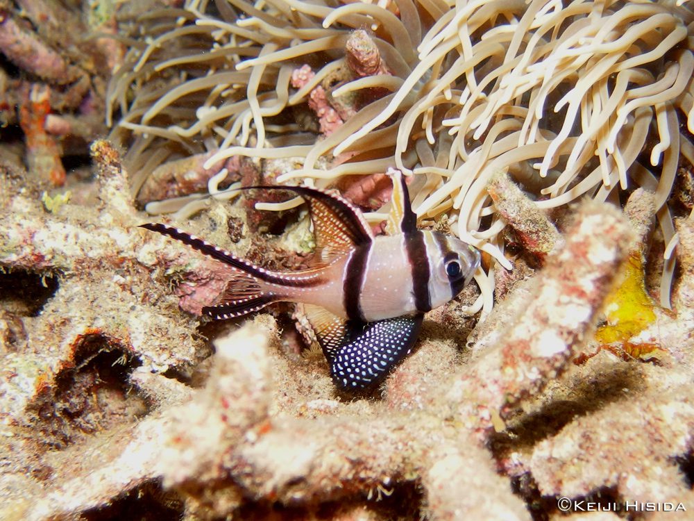 Banggai Cardinalfish, Lembeh Strait