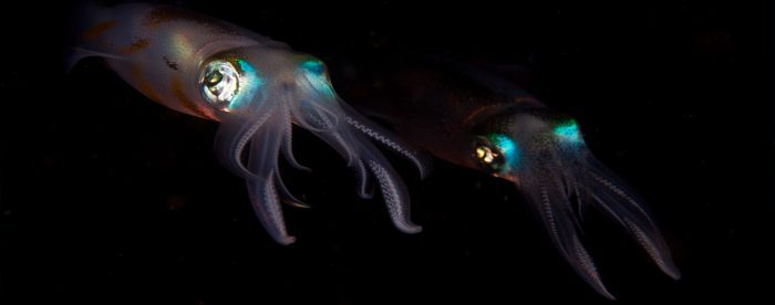 Big Fin Squid