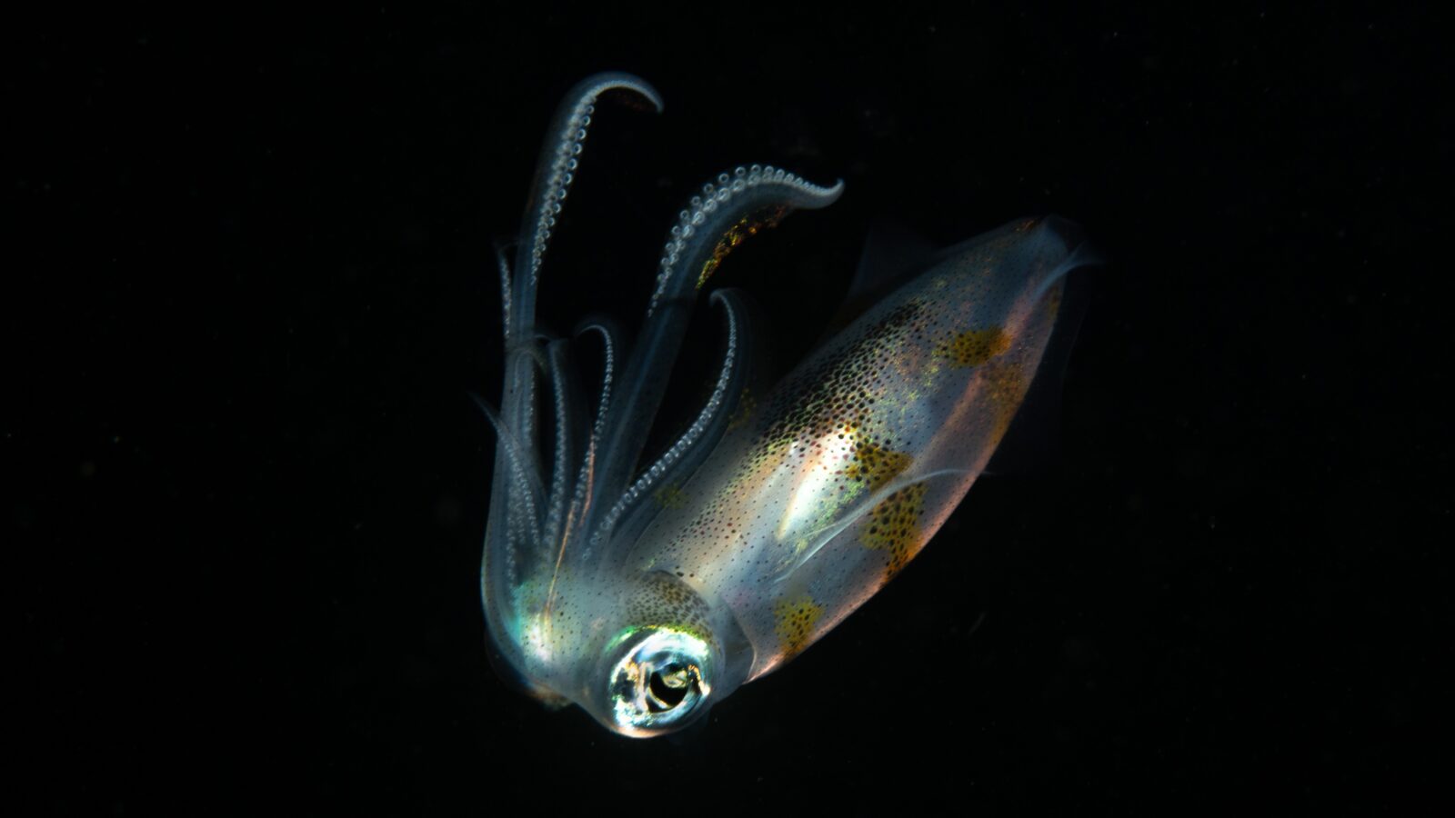 Bonfire Diving Photography: Bigfin Reef Squid, the best setting of focus mode for underwater photography