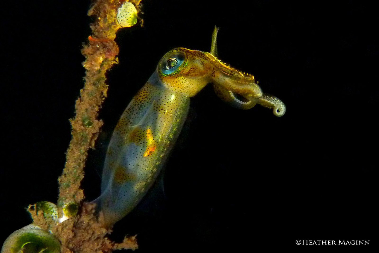 Bigfin Reef Squid in Lembeh