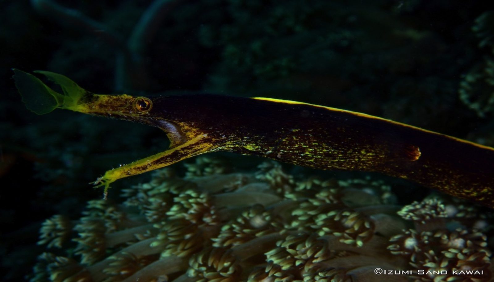 black ribbon eel