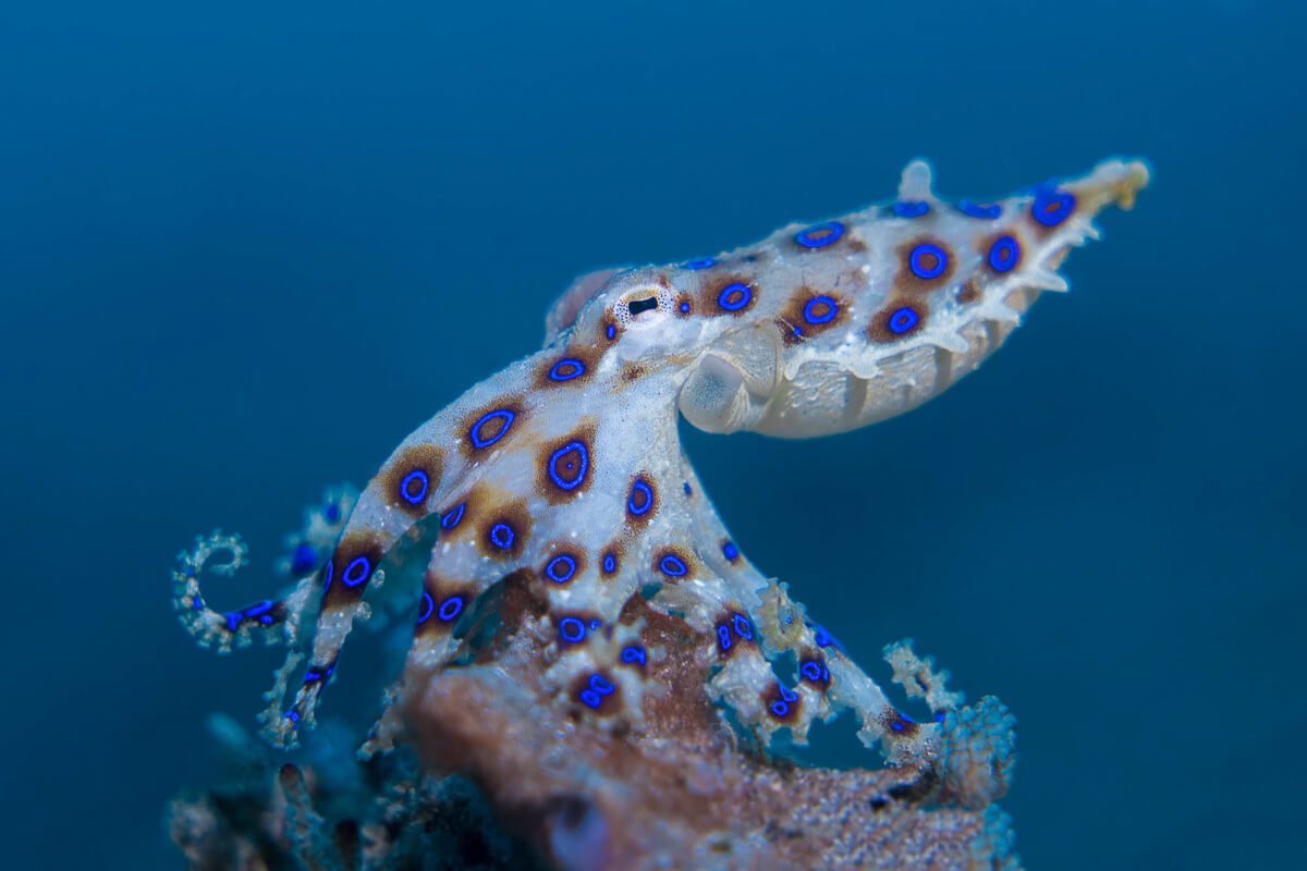 Inky Encounters | Diving with Sydney's Spectacular Octopuses