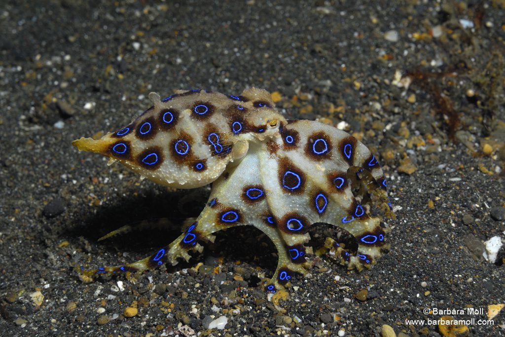 Women in Underwater Photography: Blue Ring Octopus by Barbara Moll