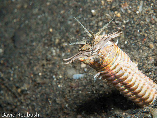 Bump-In-The-Night-Bobbit-Worm