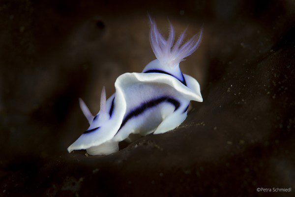 Chromodoris-lochi, Nudibranch, Lembeh Strait, North Sulawesi Indonesia, Bitung, critters@Lembeh Resort, Lembeh Resort,underwater photography, Petra Schmiedl