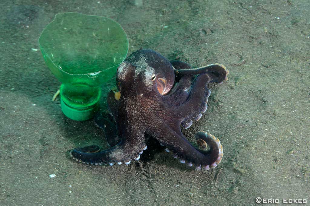 coconut octopus