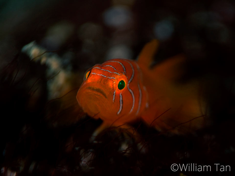 Convict-Goby---William-Tan