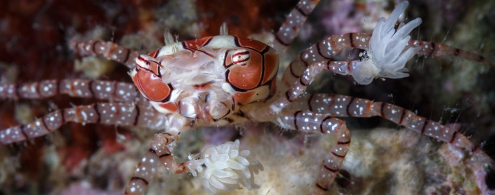 boxer crab at Lembeh strait