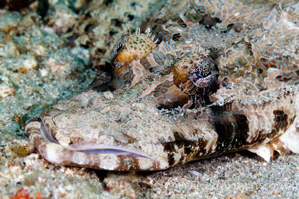 Crocodile fish