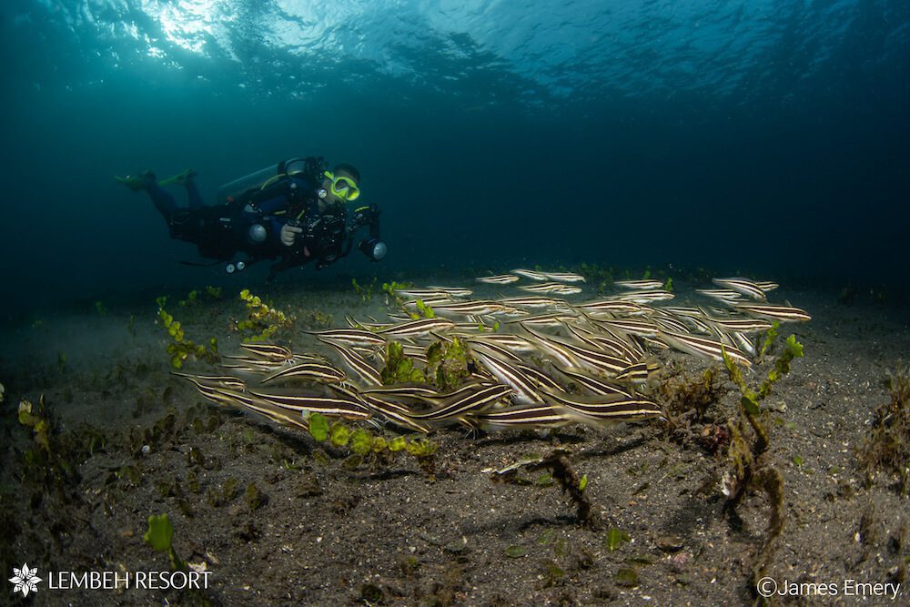 school of fish and a diver for underwater photography at lembeh, Indonesia