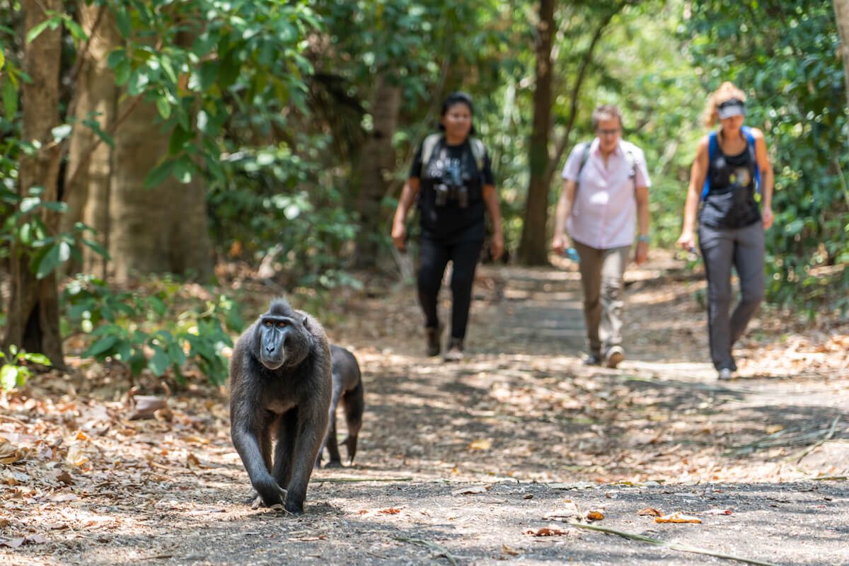 Tangkoko Macaque