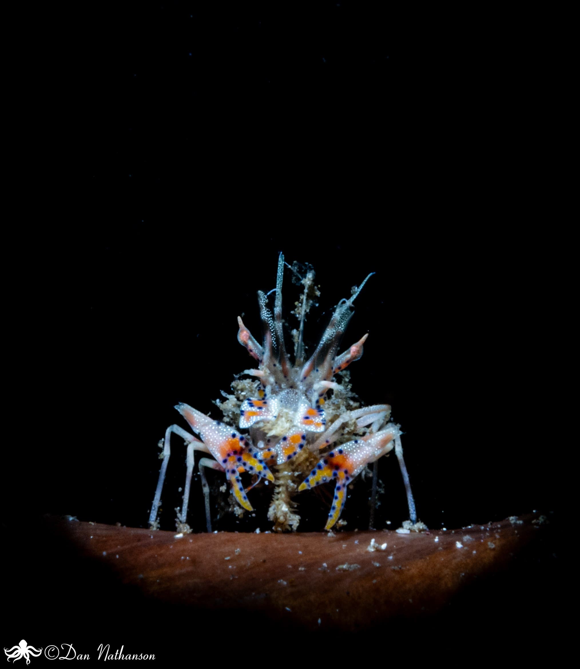 Tiger shrimp by Dan Nathanson - underwater photography workshop participant