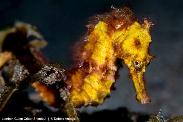 embeh_Fish-5_Debbie Estuary sea horse ( Hippocampus kuda )